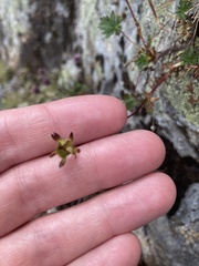 Potentilla crantzii