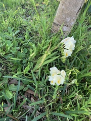 Freesia leichtlinii
