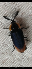 Coleoptera
