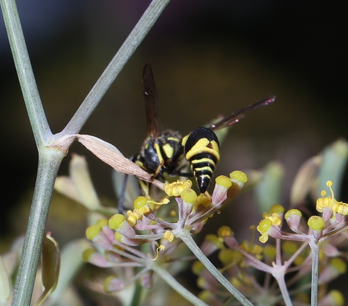 Mediterranean Potter Wasp photo 4