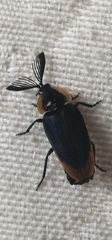 Coleoptera