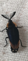 Coleoptera