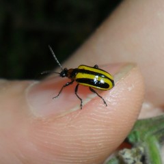 Lema confusa virgata