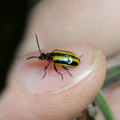 Lema confusa virgata