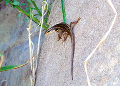 Heremites auratus