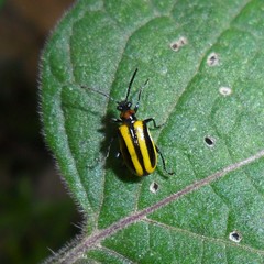 Lema confusa virgata
