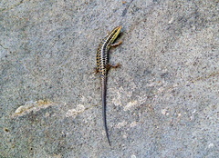 Heremites auratus