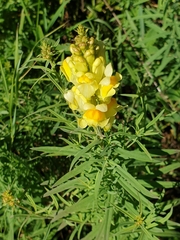 Linaria vulgaris