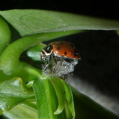 Dinocampus coccinellae paralysis virus