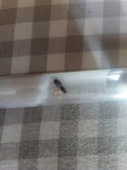Lasius