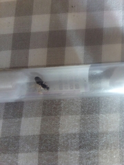 Lasius
