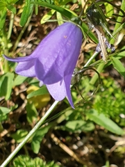 Campanula rotundifolia