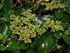 Cyphostemma flaviflorum