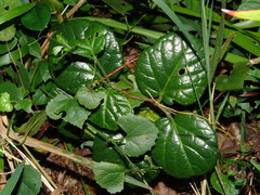 Cyphostemma flaviflorum