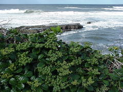 Cyphostemma flaviflorum