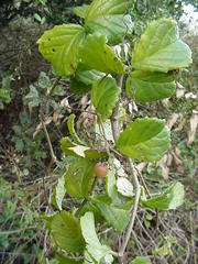 Cyphostemma flaviflorum