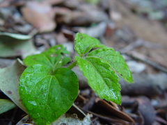 Cyphostemma flaviflorum