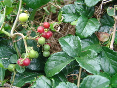 Cyphostemma flaviflorum