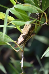 Trachylepis maculilabris