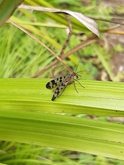 Panorpa meridionalis