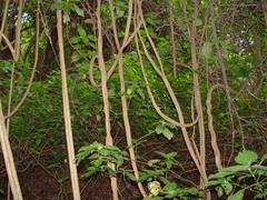 Cyphostemma hypoleucum