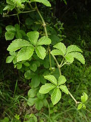 Cyphostemma hypoleucum