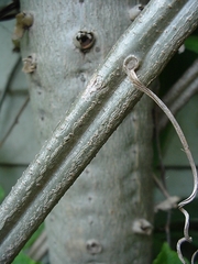 Cyphostemma hypoleucum