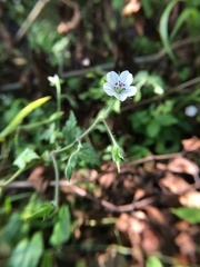 Geranium wilfordii