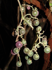 Cyphostemma hypoleucum