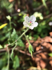 Geranium wilfordii