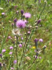 Cirsium alatum