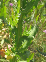 Cirsium alatum