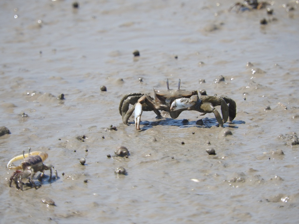 Macrophthalminae