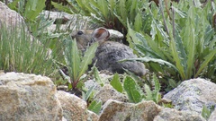Ochotona macrotis