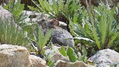 Ochotona macrotis