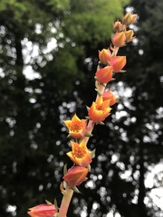 Echeveria bicolor