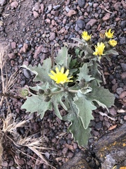 Andryala pinnatifida