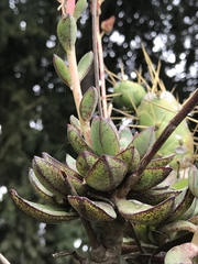 Echeveria bicolor