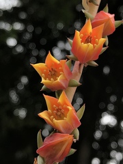 Echeveria bicolor