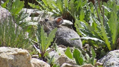 Ochotona macrotis