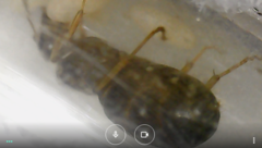 Lasius