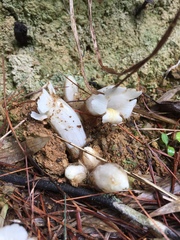 Christisonia hookeri