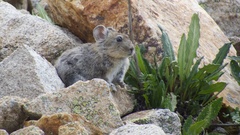 Ochotona macrotis