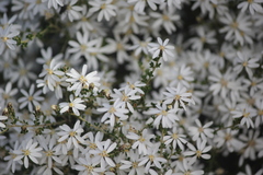 Olearia brachyphylla