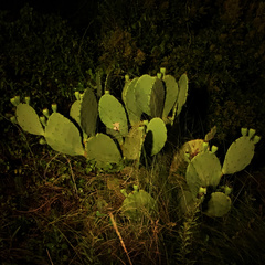 Opuntia tunoidea