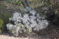 Olearia brachyphylla