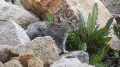Ochotona macrotis