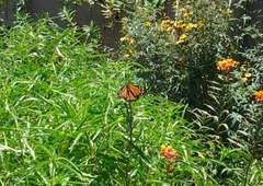 Danaus plexippus