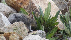 Ochotona macrotis