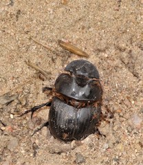 Catharsius tricornutus